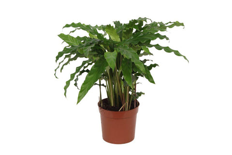 Calathea 'Bluegrass' 40cm - Exotische Zimmerpflanze kaufen bei PlantMyHome