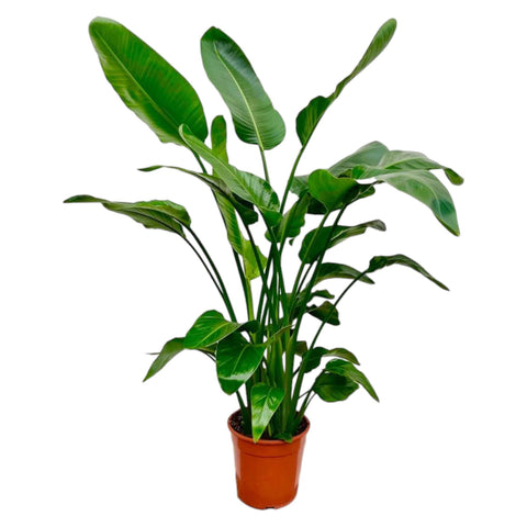 Strelitzia Nicolai 160cm - Exotische Zimmerpflanze kaufen bei PlantMyHome