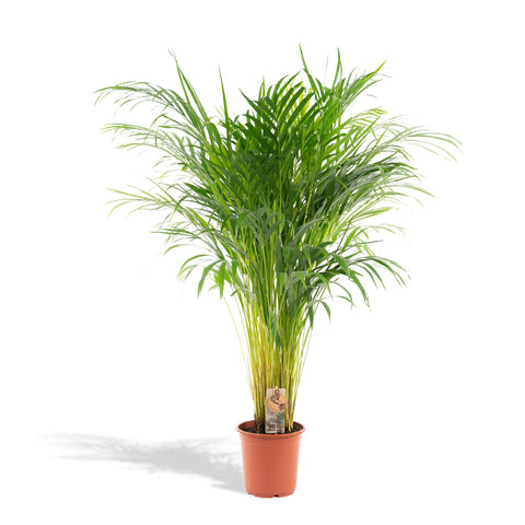 Goldfruchtpalme (Areca) 110cm - Exotische Zimmerpflanze kaufen bei PlantMyHome