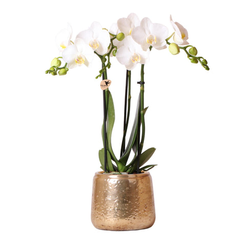 weiße Phalaenopsis Orchidee - Amabilis + Luxus Ziertopf gold - Topfgröße Ø9cm - 40cm hoch | blühende Zimmerpflanze im Blumentopf - frisch vom Züchter