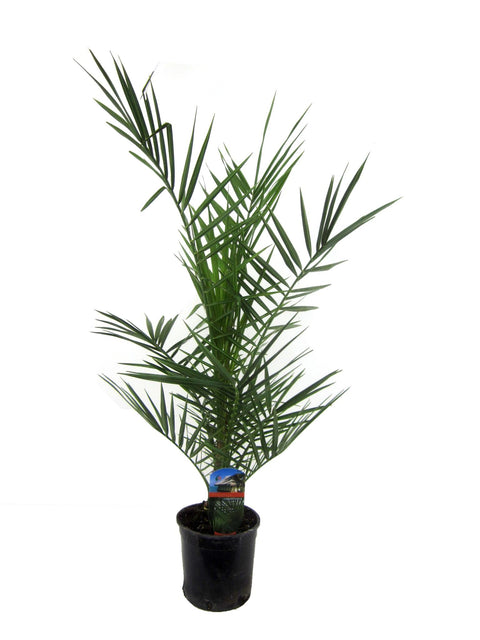 Phoenix Canariensis - 80cm | Ø15cm