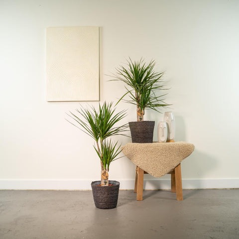 Dracaena Set - 90cm | Ø17cm