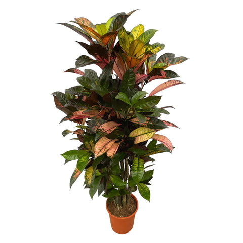 Codiaeum (Croton) Iceton  - 120cm