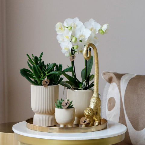 Komplettes Pflanzenset Luxury Living | Grünpflanzen mit weißer Phalaenopsis-Orchidee inkl. Keramik-Ziertöpfe und Zubehör