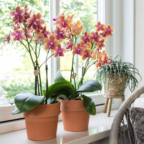 Orange duftende Phalaenopsis-Orchidee im terrakottafarbenen Scandic-Topf - Topfgröße Ø12cm