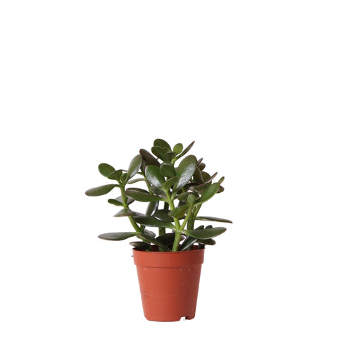 Sukkulente Crassula Ovata - grüne Zimmerpflanze - frisch aus der Gärtnerei - Ø9cm