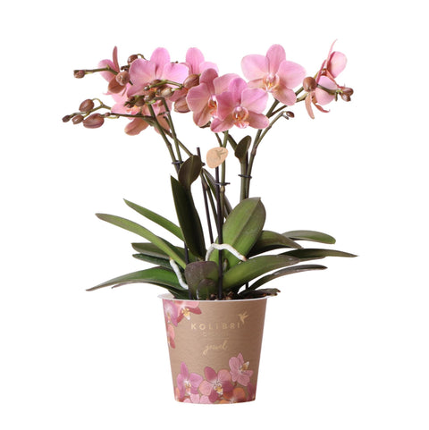 Orchidee 'Altrosa Phalaenopsis' | Topfgröße Ø12cm