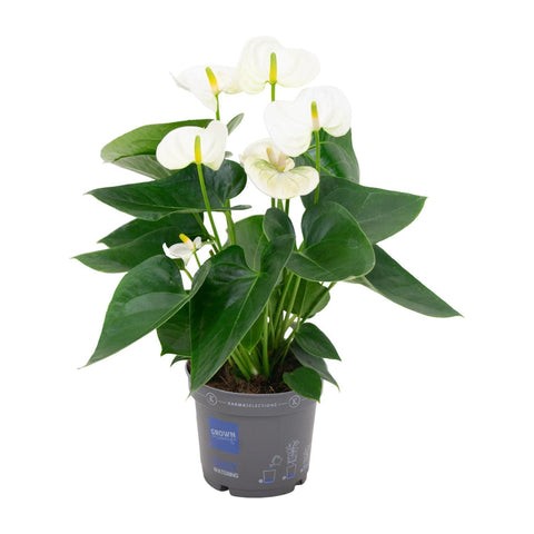 Anthurium 'White' (Flamingoblume) - 45cm | Ø12cm