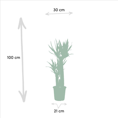 Dracaena/Yucca-Set - 120cm | Ø21cm / 100cm | Ø21cm