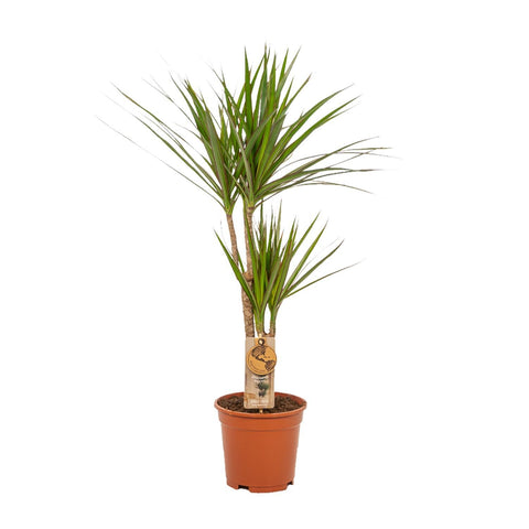 Dracaena/Yucca-Set  - 70cm | Ø17cm / 90cm | Ø17cm