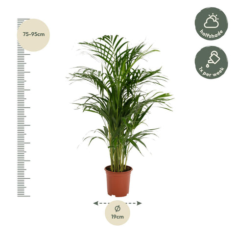 Goldfruchtpalme (Areca Palme) - 85cm | Ø19cm