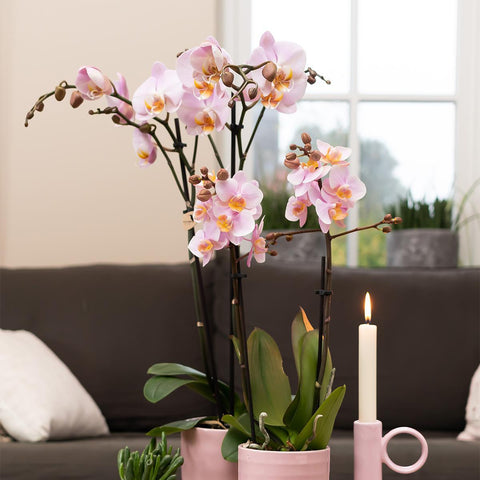 Phalaenopsis Orchidee (Rosa) - Mineral Kikion - Topfgröße Ø12cm | blühende Zimmerpflanze - frisch vom Züchter