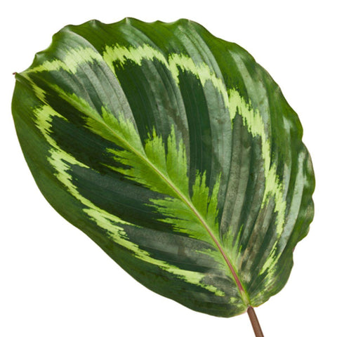 Calathea 'Medallion' 80cm Ø19cm - Exotische Zimmerpflanze kaufen bei PlantMyHome