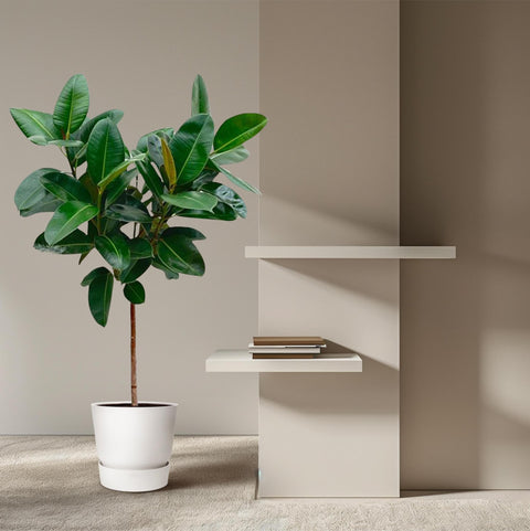 Ficus Elastica 'Robusta' - 130cm | ø24