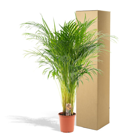 Goldfruchtpalme (Areca Palme) - 110cm | Ø21cm