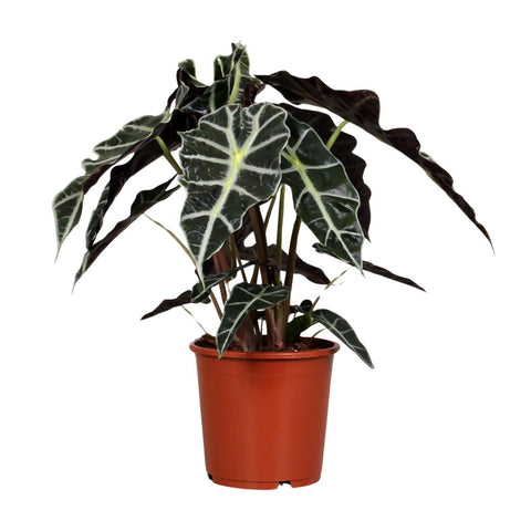 Alocasia Polly 45cm - Exotische Zimmerpflanze kaufen bei PlantMyHome