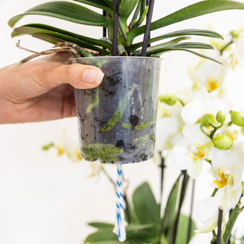 Pflanzenset (Weiß) im Schilfkorb inkl. Wassertank | drei weiße Orchideen und drei Grünpflanzen | Feldstrauß weiß mit autarkem Wassertank