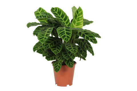 Calathea 'Zebrina' 80cm - Exotische Zimmerpflanze kaufen bei PlantMyHome