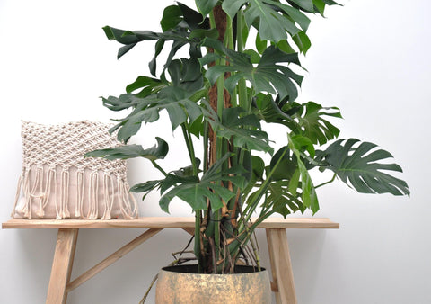 Monstera Deliciosa XXL - 150cm | ⌀24