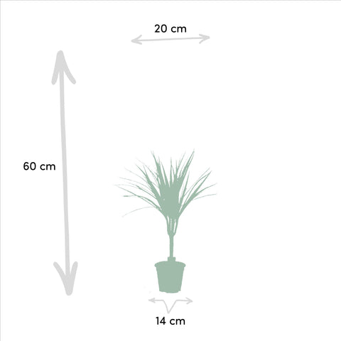 Dracaena Set - 60cm | Ø14cm