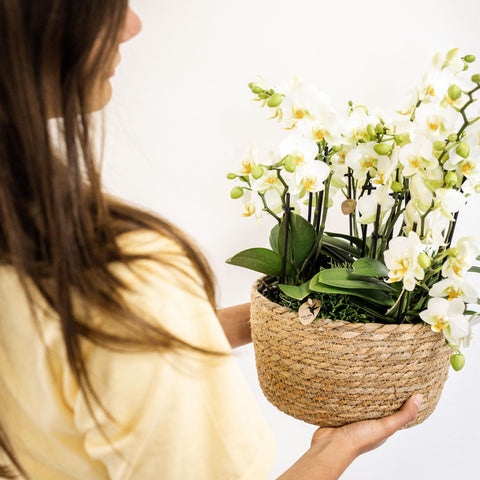 Phalaenopsis orchidee (Weiß) - Lausanne-  Ø12cm | Blühende Zimmerpflanze - frisch vom Züchter