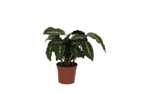 Calathea 'Maui Queen' 40cm - Exotische Zimmerpflanze kaufen bei PlantMyHome