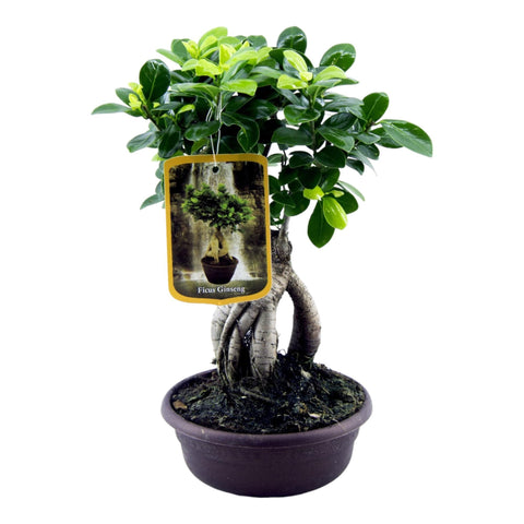 Ficus Microcarpa Ginseng (Bonsai) | 30cm | Ø17cm