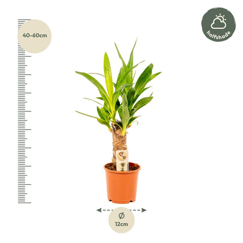 Palmlilie (Yucca) - 50cm | Ø12cm