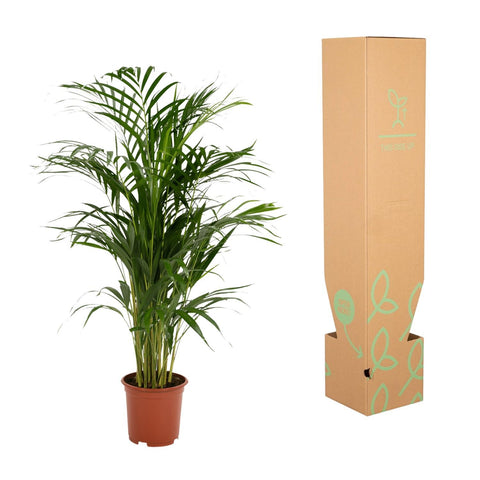 Goldfruchtpalme (Areca Palme) - 85cm | Ø19cm