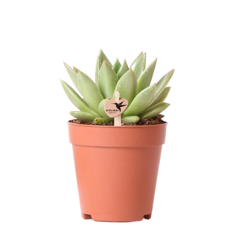 Sukkulente Echeveria Miranda - grüne Zimmerpflanze Ø9cm