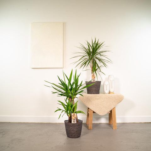 Dracaena/Yucca-Set  - 70cm | Ø17cm / 90cm | Ø17cm