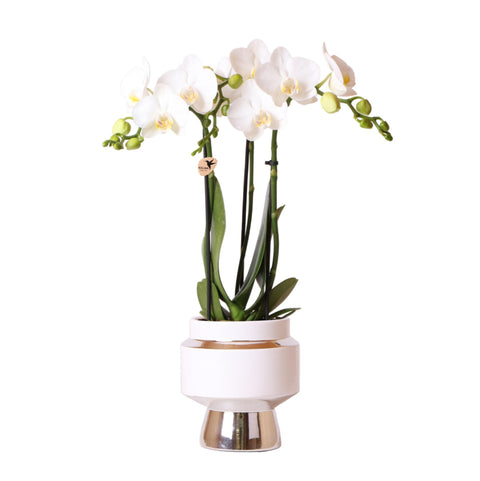 Phalaenopsis Orchidee (Weiß) - Amabilis + Le Chic Deko-Topf silber - Topfgröße Ø9cm - 40cm hoch | blühende Zimmerpflanze im Blumentopf - frisch vom Züchter