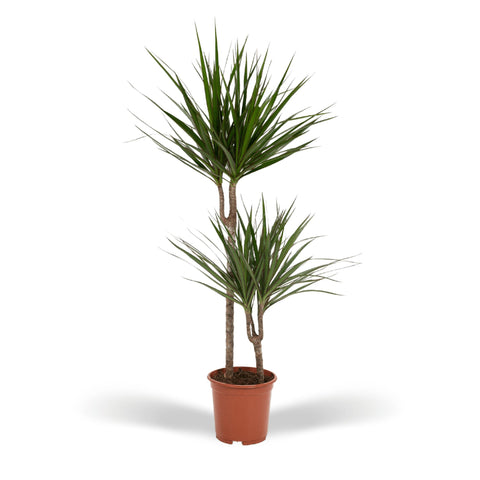 Dracaena 'Marginata' 100cm - Pflegeleichte Zimmerpflanze kaufen bei PlantMyHome