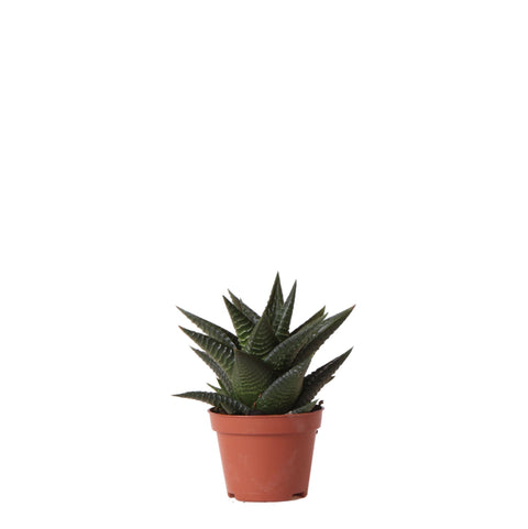 Sukkulente Haworthia Limifolia - Ø6cm - grüne Zimmerpflanze