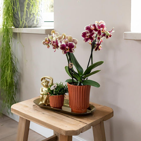 Orchidee und Rhipsalis auf Goldtablett