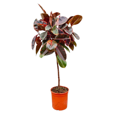 Ficus Elastica 'Belize' - 130cm | ø24