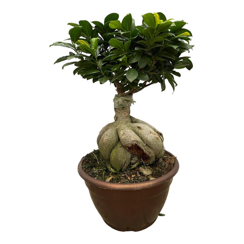 Ficus Microcarpa Ginseng (Bonsai) | 50cm | Ø25cm