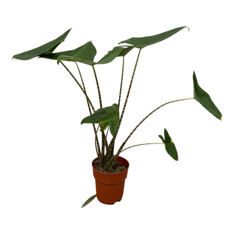 Alocasia Zebrina - Exotische Zimmerpflanze kaufen bei PlantMyHome