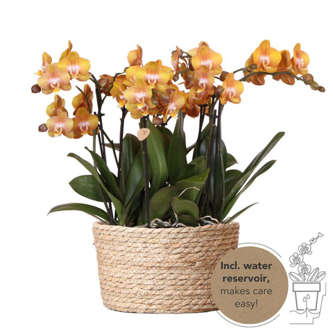 Orchideen-Set (Orange) im Schilfkorb inkl. Wassertank | drei orange Orchideen Las Vegas 12cm | Mono Bouquet orange mit autarkem Wassertank.