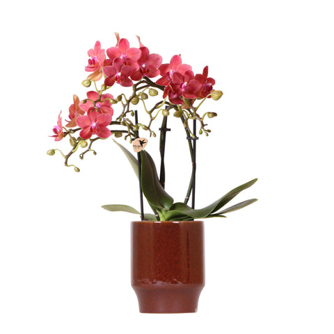 Phalaenopsis-Orchidee (Rot) - Congo + Classy red- Topfgröße Ø9cm | blühende Zimmerpflanze - frisch vom Züchter