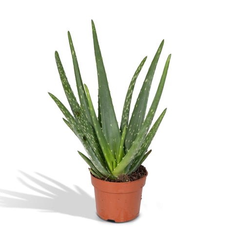 Aloe Vera - 40cm