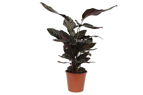 Calathea 'Sanderiana' 80cm - Exotische Zimmerpflanze kaufen bei PlantMyHome