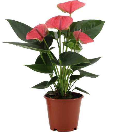 Anthurium 'Sweet Dream' (Flamingoblume) - 35cm | Ø12cm