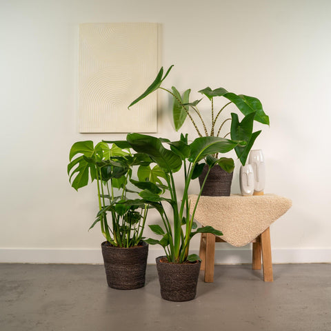 Monstera Deliciosa - 75cm + Alocasia Zebrina - 75cm + Strelitzia Nicolai - 85cm