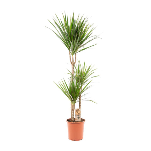 Dracaena 'Marginata' -  120cm | Ø21cm