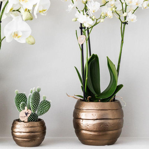 Pflanzenset Home Hub | Grünpflanzen mit weißer Phalaenopsis-Orchidee inkl. schwarzen Keramik-Ziertöpfen und Zubehör