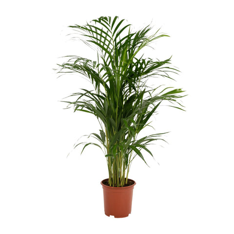 Goldfruchtpalme (Areca Palme) - 85cm | Ø19cm