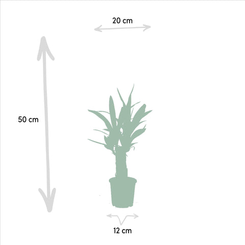 Palmlilie (Yucca) - 50cm | Ø12cm