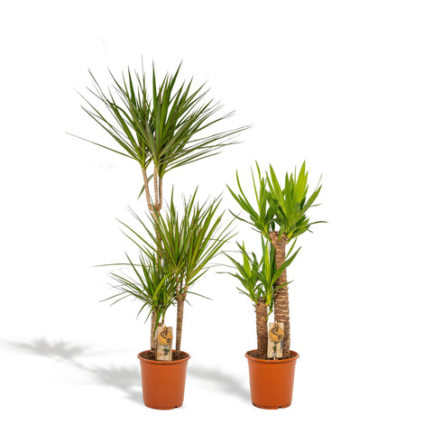 Dracaena/Yucca-Set - 120cm | Ø21cm / 100cm | Ø21cm