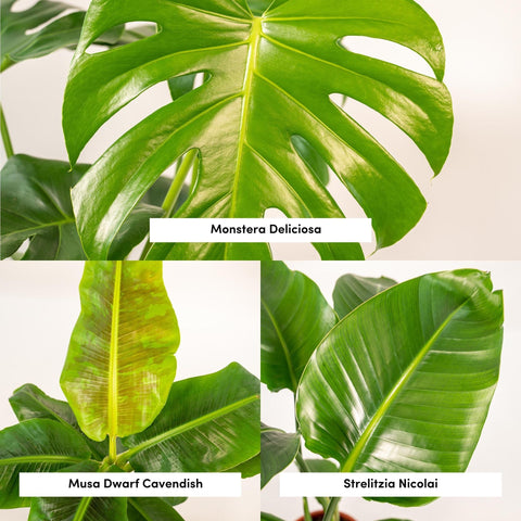 Monstera Deliciosa - 75cm + Musa Dwarf Cavendish - 85cm + Strelitzia Nicolai - 85cm